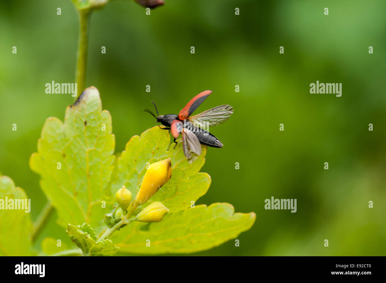 quick beetle (Ampedus sanguinolentus Stock Photo Alamy