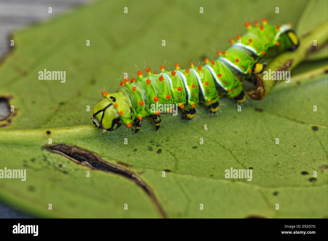 Maggot larvae caterpillar insect hi-res stock photography and images ...