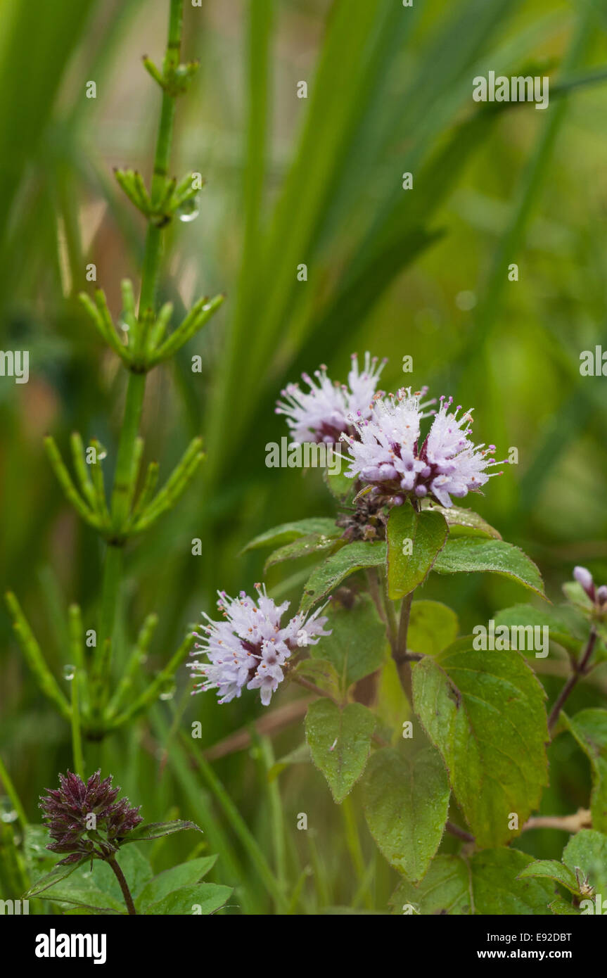 Field Mint  (Mentha arvensis) Stock Photo