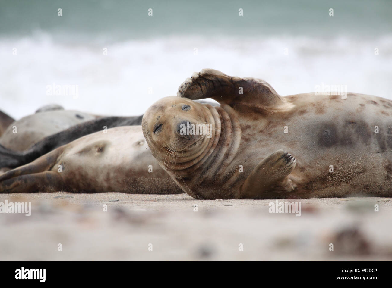 horsehead seal Stock Photo