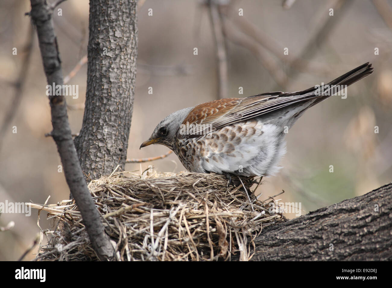 Fieldfare nest hi-res stock photography and images - Alamy