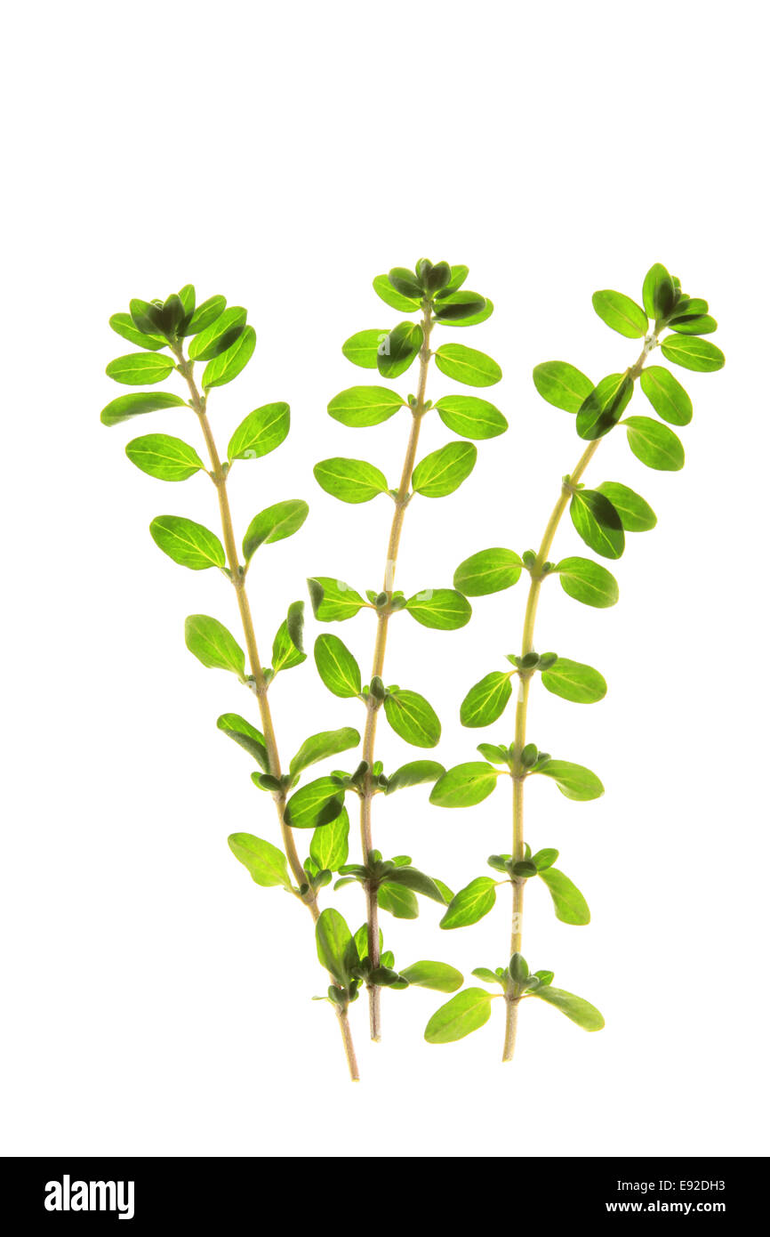 Marjoram (Origanum majorana) Stock Photo