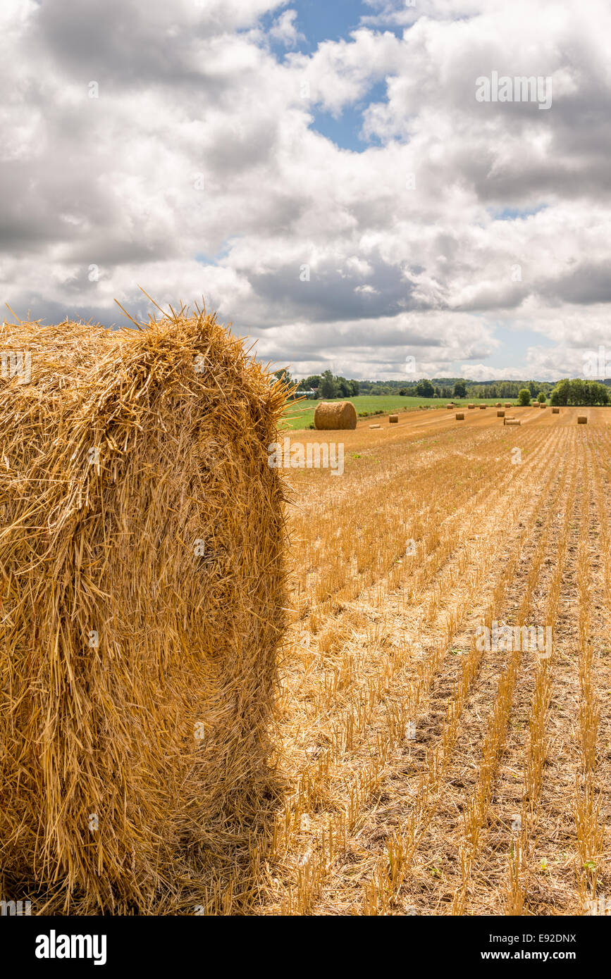 A round bale of hay sits in a farm field Stock Photo - Alamy
