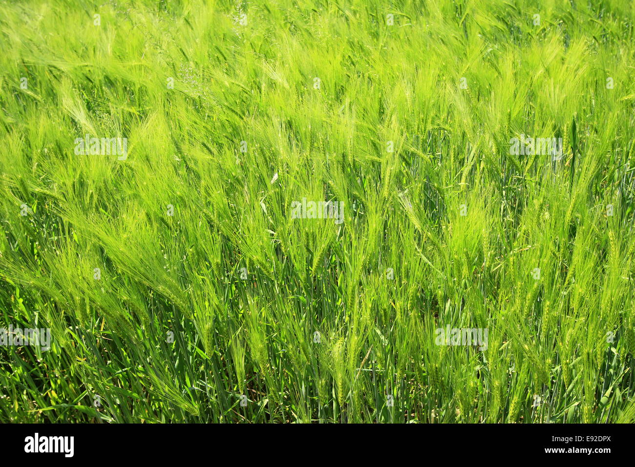 Ear of barley hordeum vulgare hi-res stock photography and images - Alamy