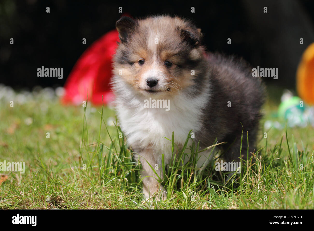 American Shetland Sheepdog puppy Stock Photo