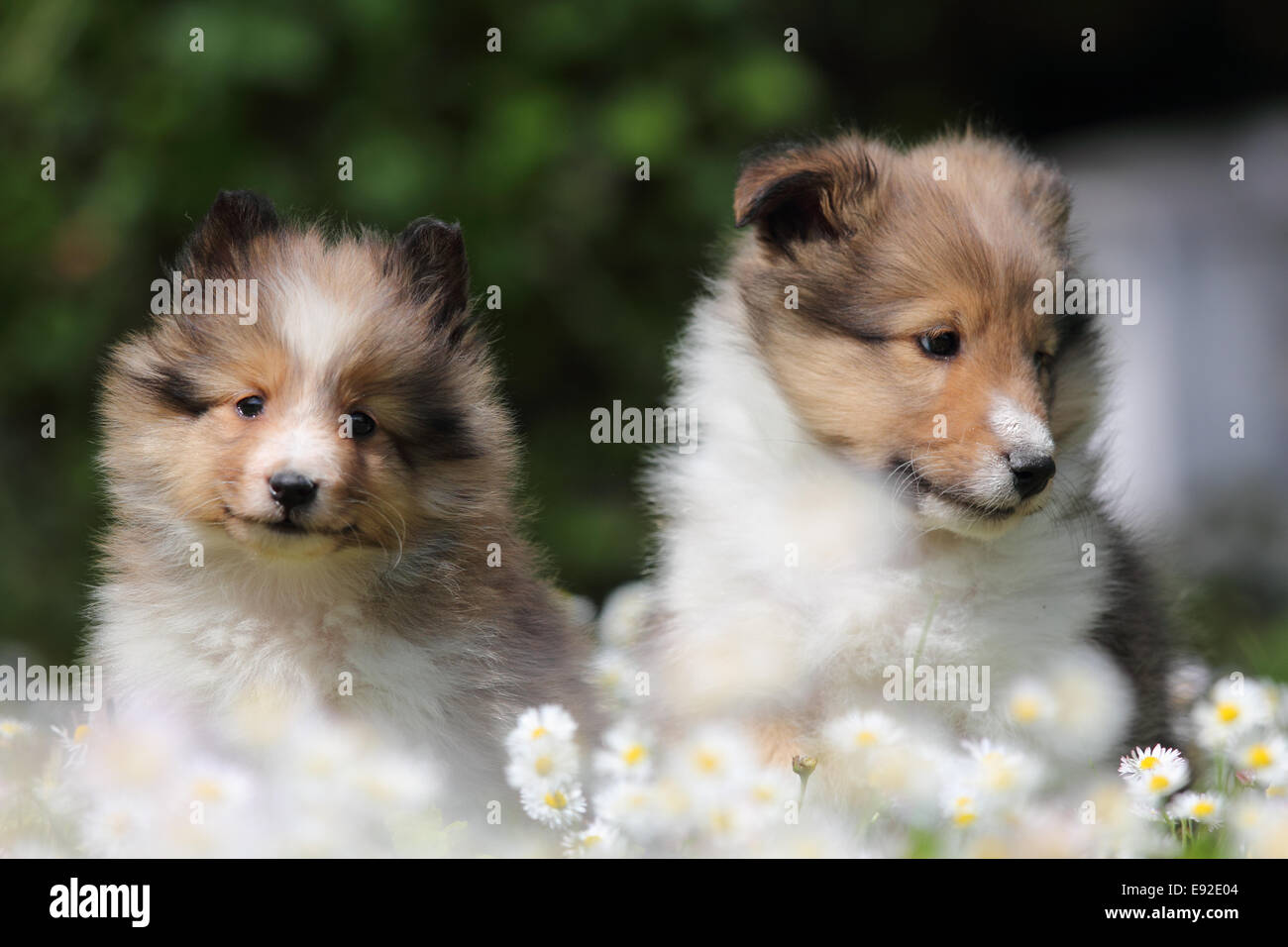 American Shetland Sheepdog puppys Stock Photo - Alamy