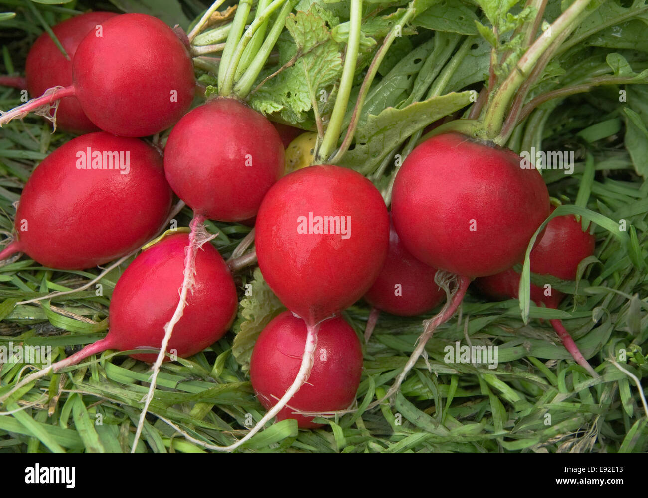 Garden radish Stock Photo Alamy