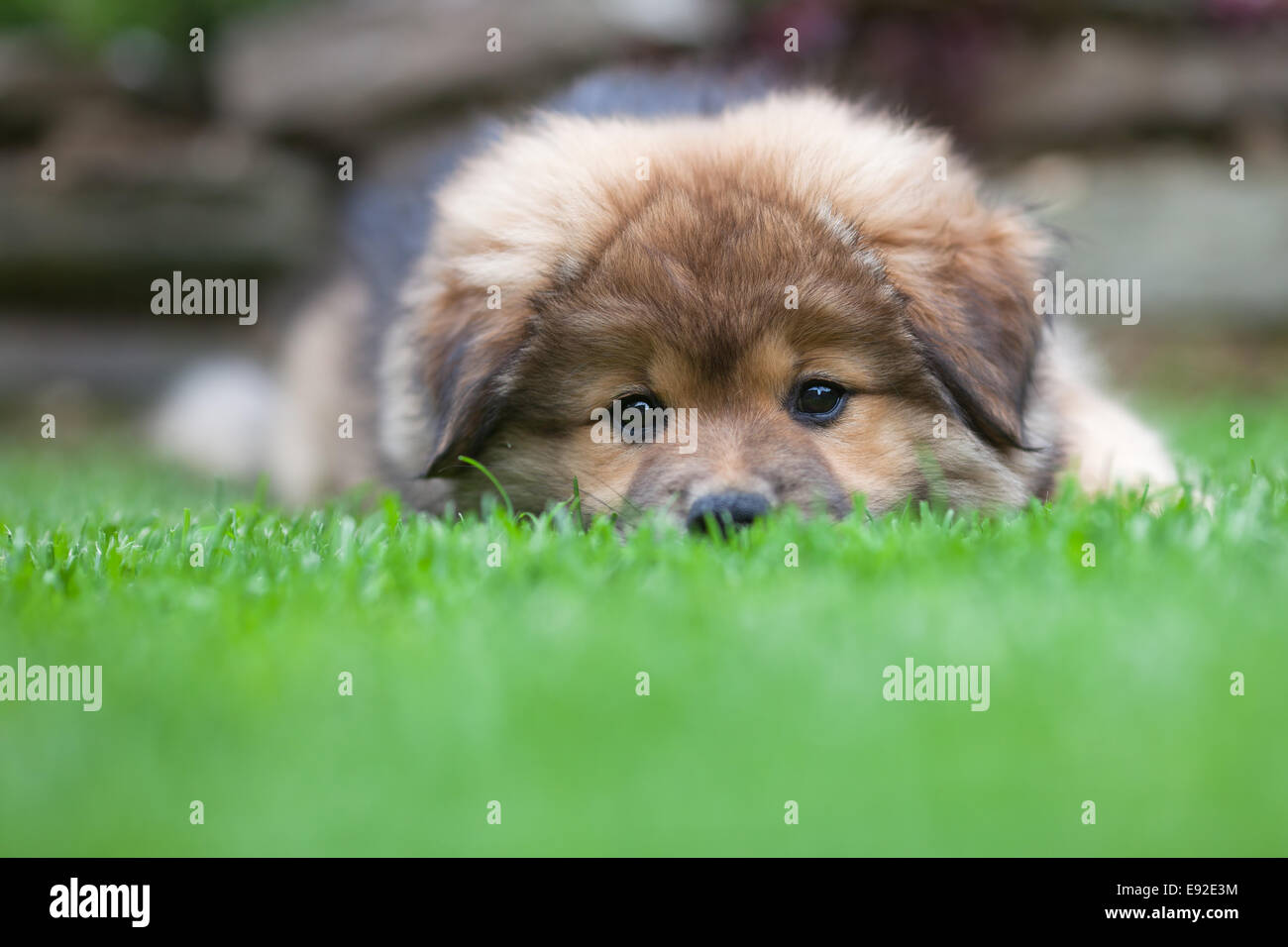 Elo puppy is lying in the grass Stock Photo