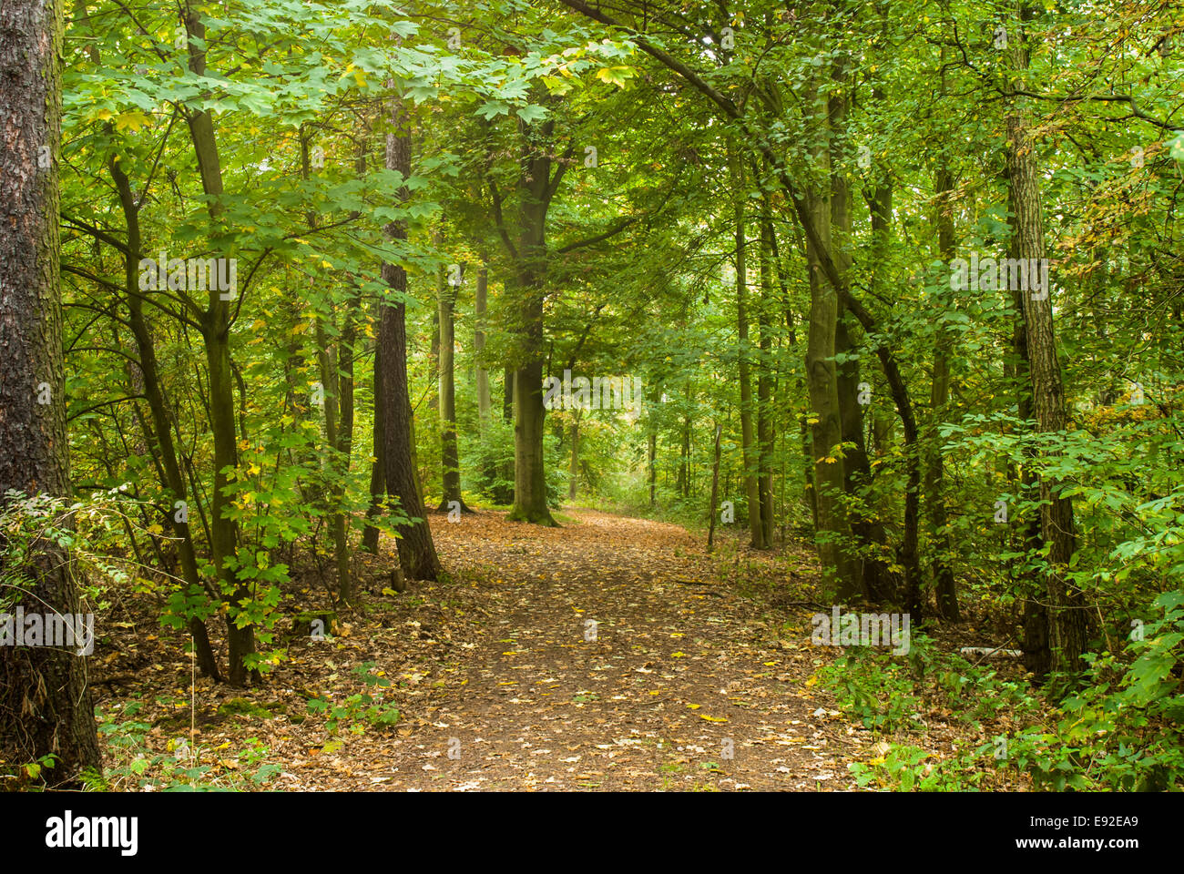 Berlin forest hi-res stock photography and images - Alamy