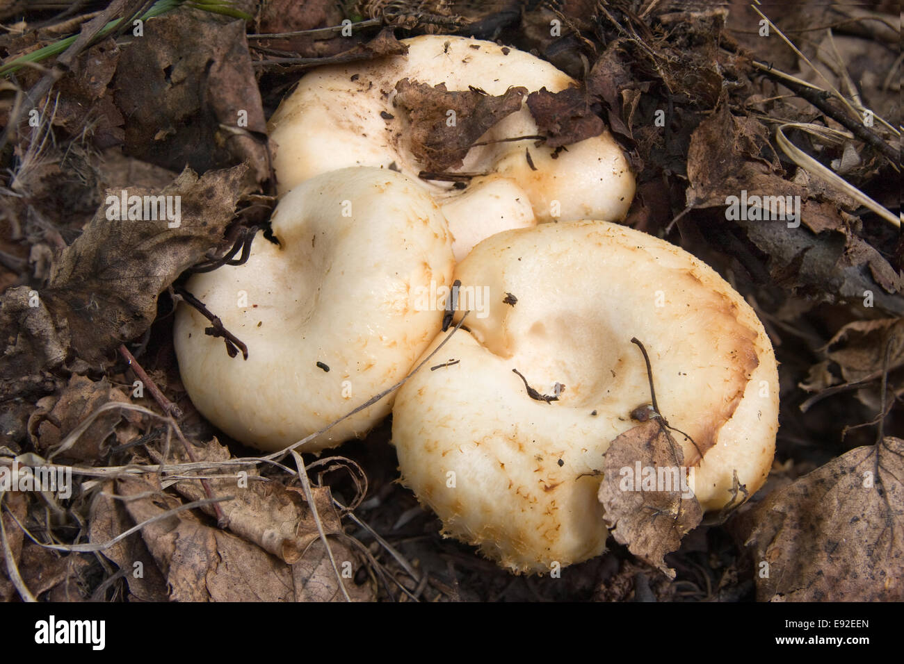 Грузди в каких лесах. Грузди в лесу. Степные грузди грибы. Грузди в каких лесах. Грузди сибирские.