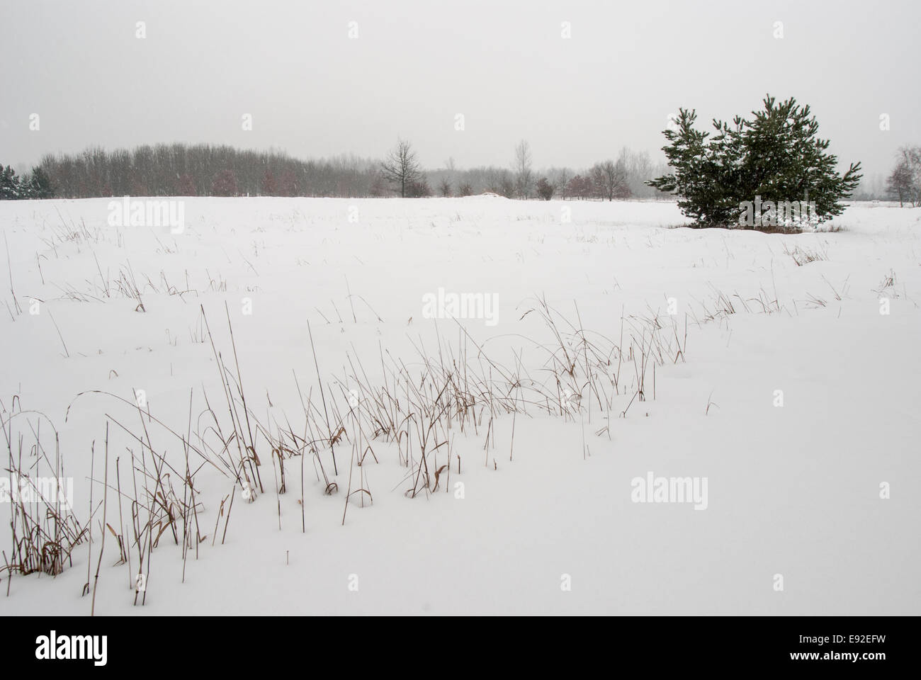 Hobrechtswald in winter Stock Photo