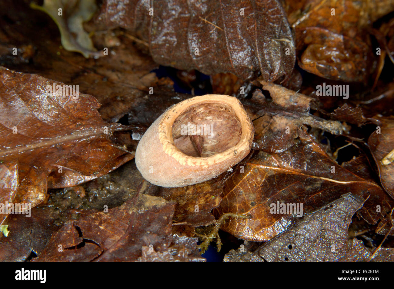 Hazel Dormouse nibbled nut - Muscardinus avellanarius Stock Photo