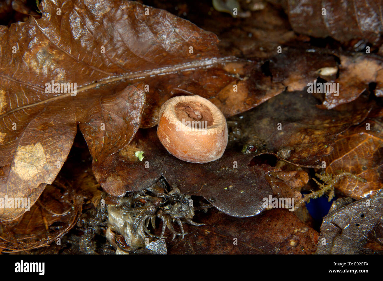 Wood Mouse nibbled nut - Apodemus sylvaticus Stock Photo