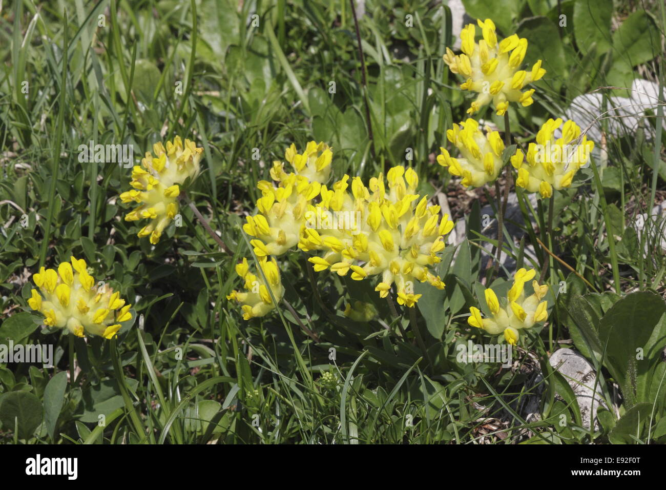 Alpenwundklee,anthyllis vulneraria ssp.alpestris Stock Photo