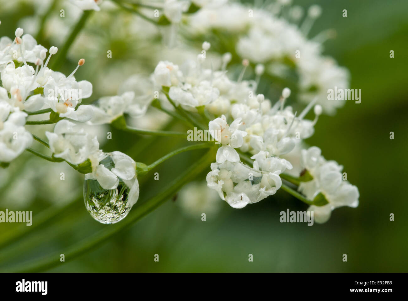 Burnet Saxifrage (Pimpinella saxifraga) Stock Photo