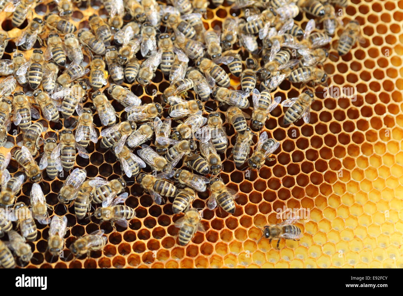 many honey bees Stock Photo Alamy