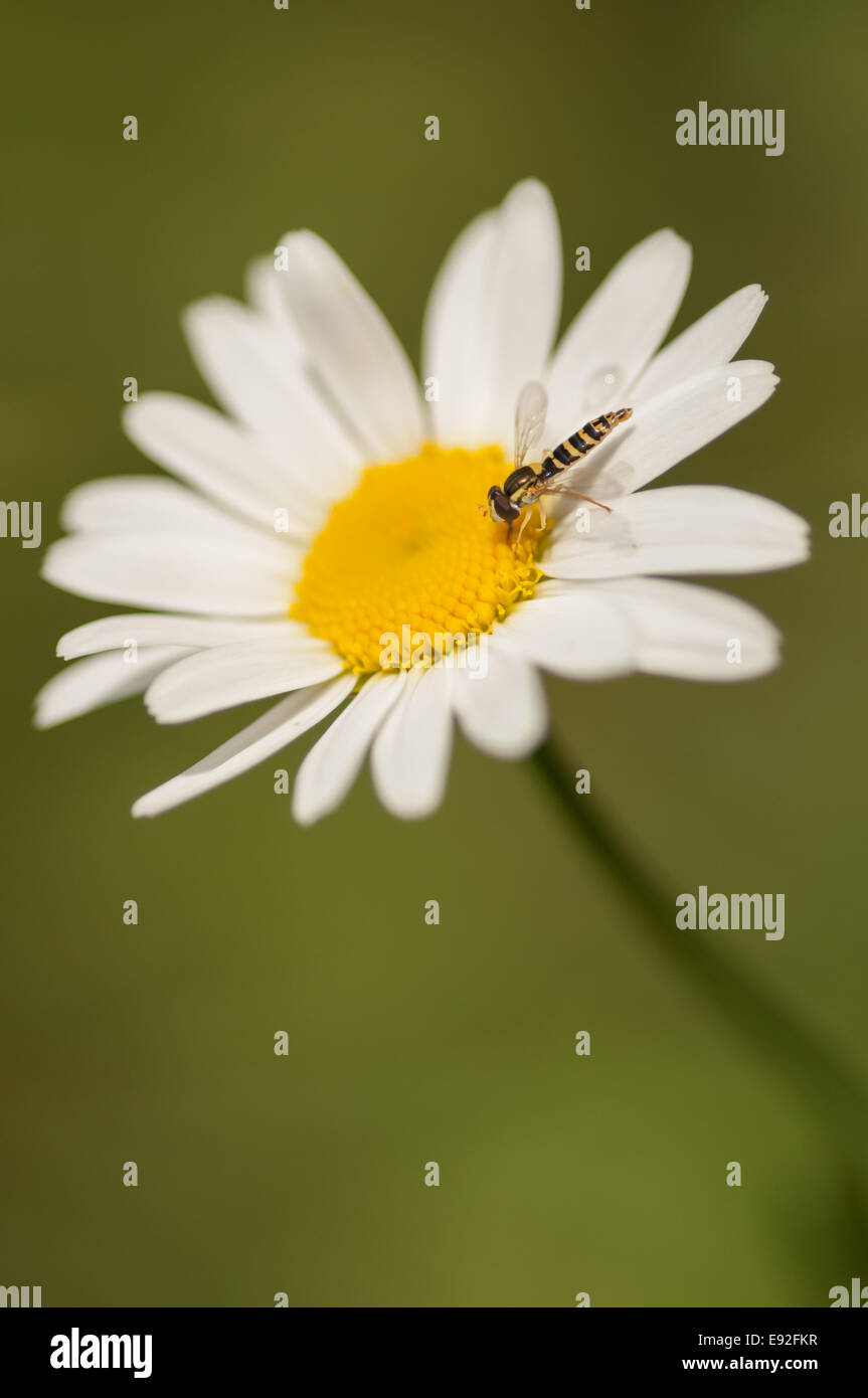 hoverfly (Sphaerophoria scripta) Stock Photo