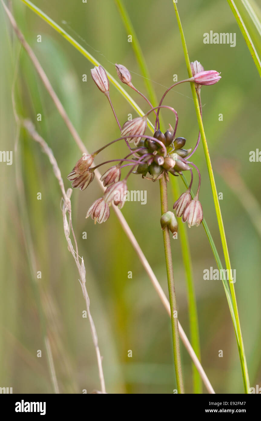 Field garlic (Allium oleraceum) Stock Photo