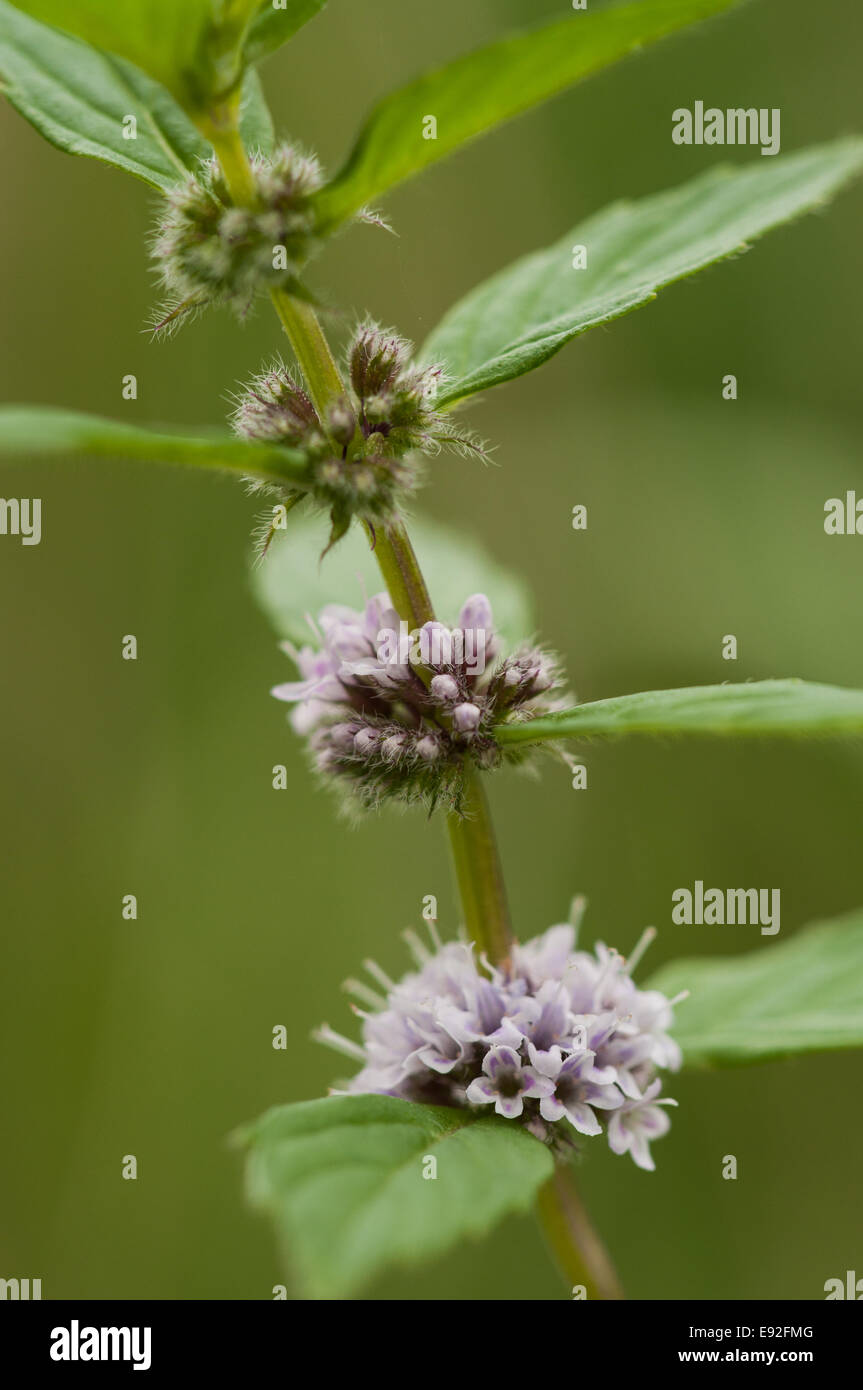 Field Mint (Mentha arvensis) Stock Photo
