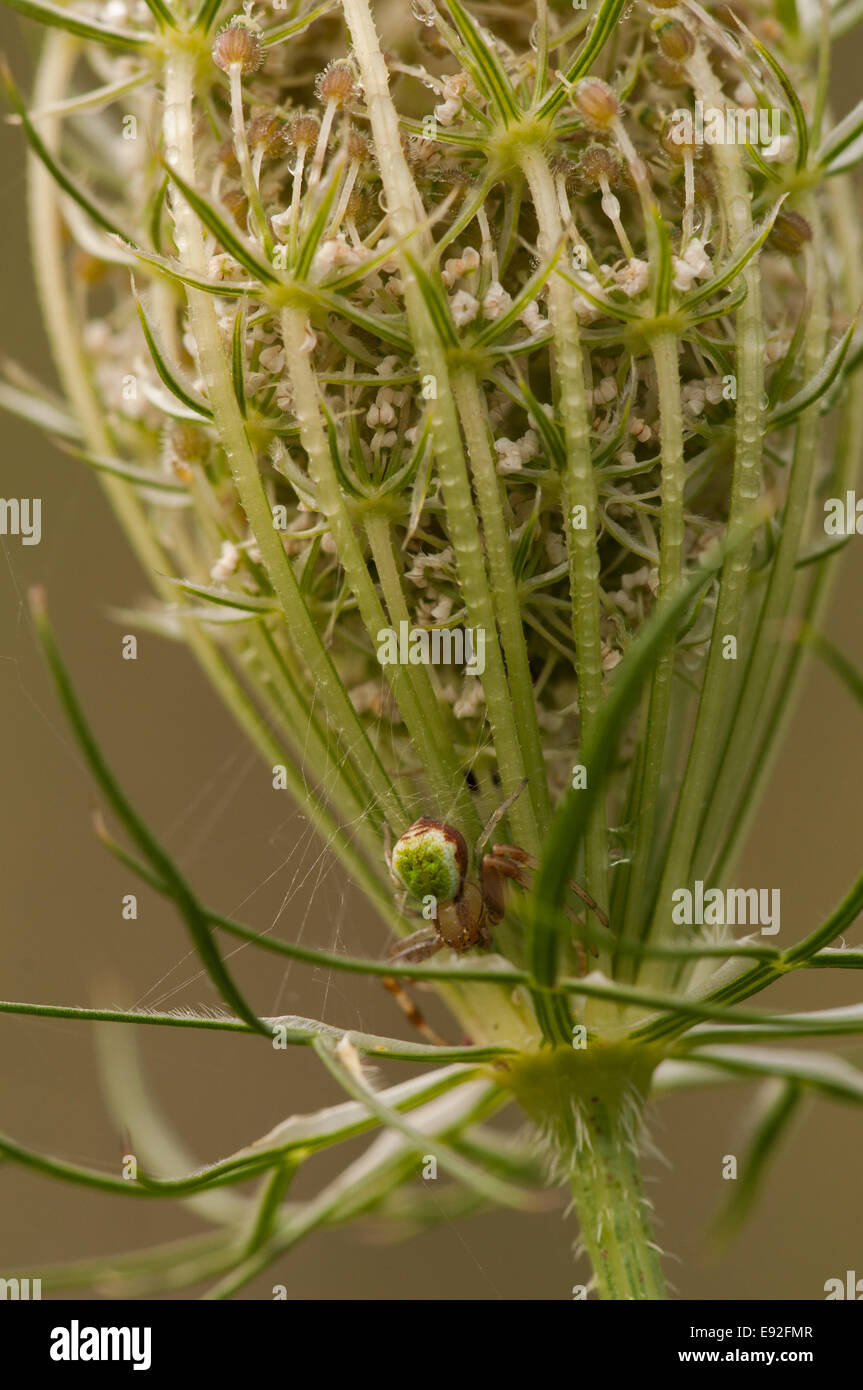 crab spider  (Diaea dorsata) Stock Photo