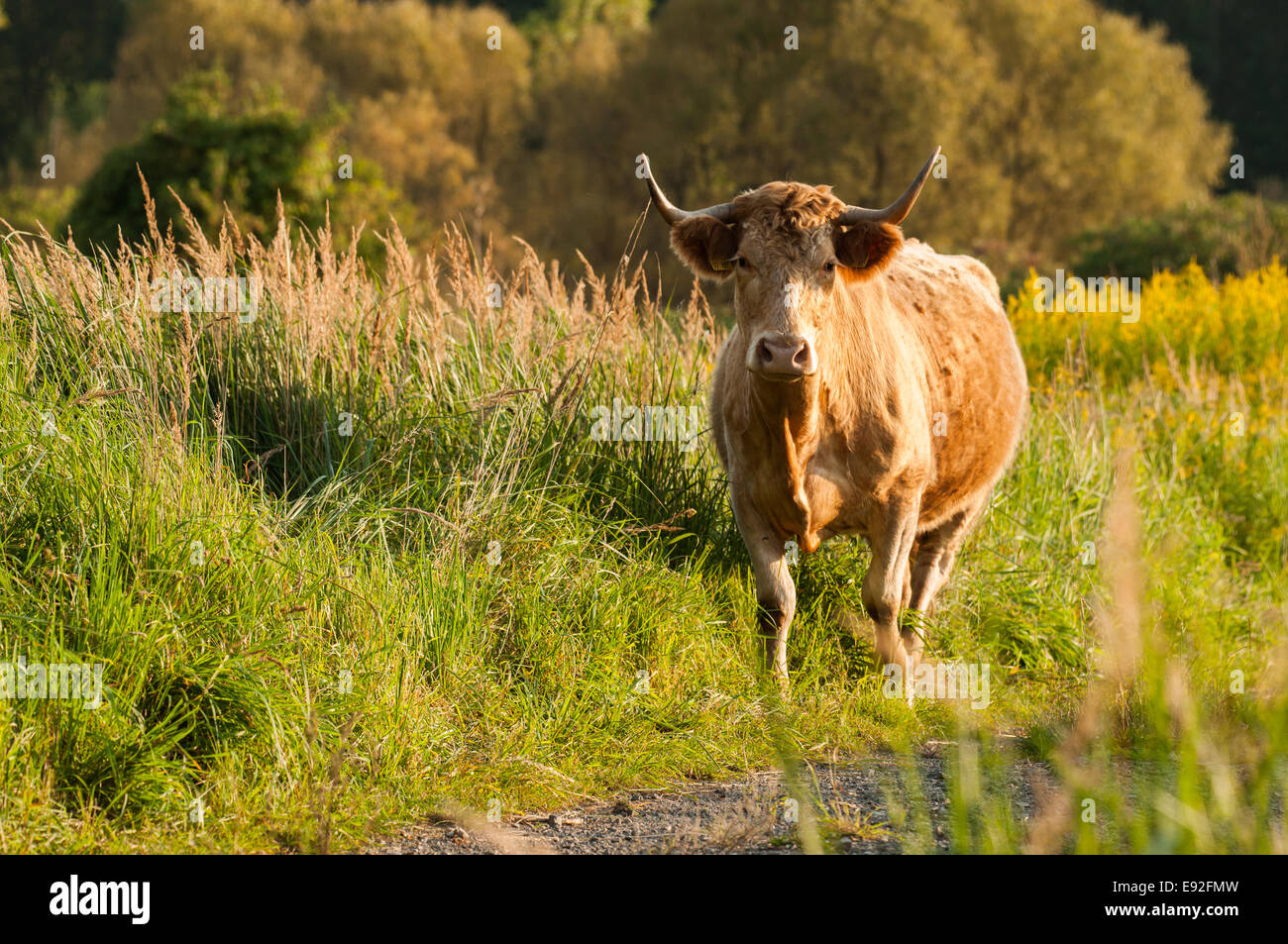 Heck Cattle in the forest Stock Photo