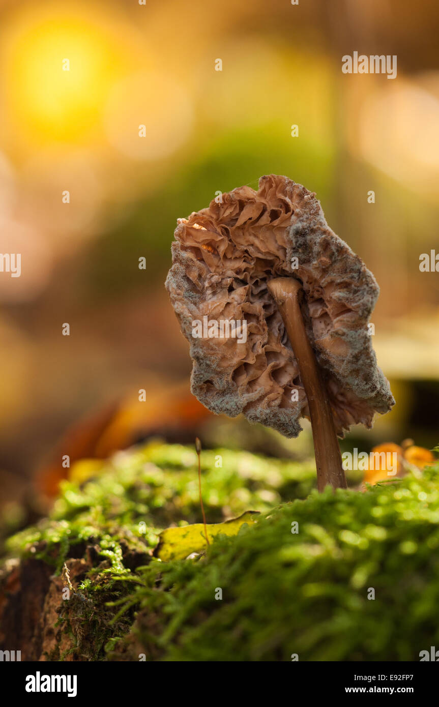 mushroom (Basidiomycetes) Stock Photo