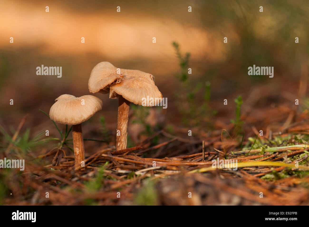 mushrooms  (Basidiomycetes) Stock Photo