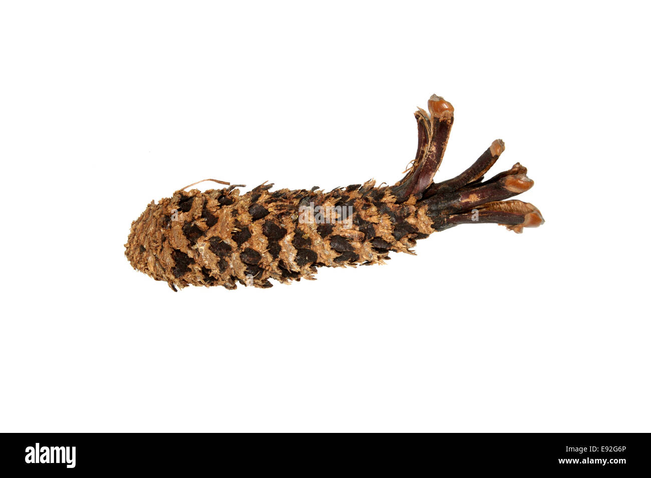 Red Squirrel nibbled pine cones - Sciurus vulgaris Stock Photo