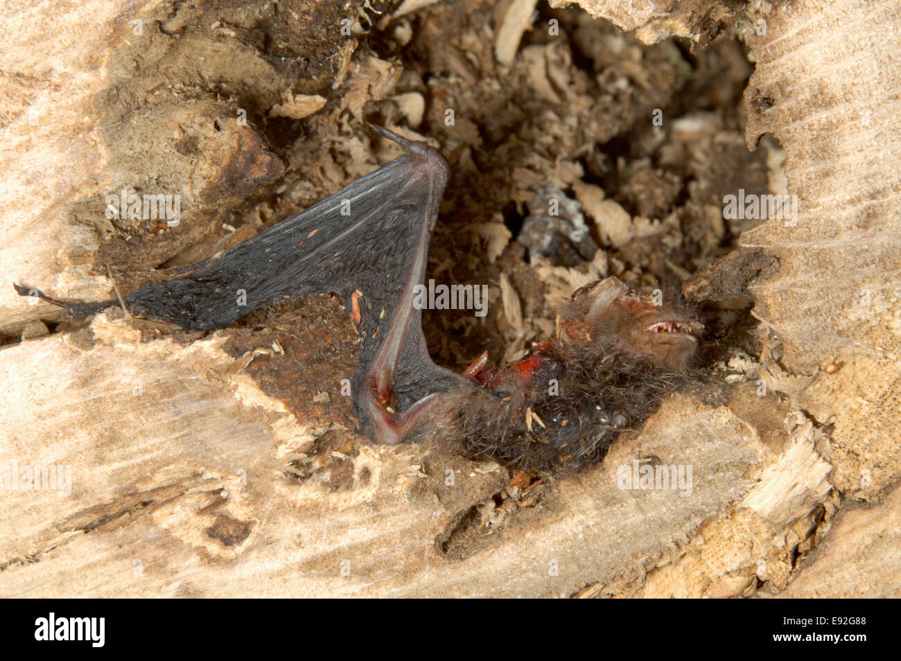 Daubenton’s Bat killed by chainsaw - Myotis daubentonii Stock Photo