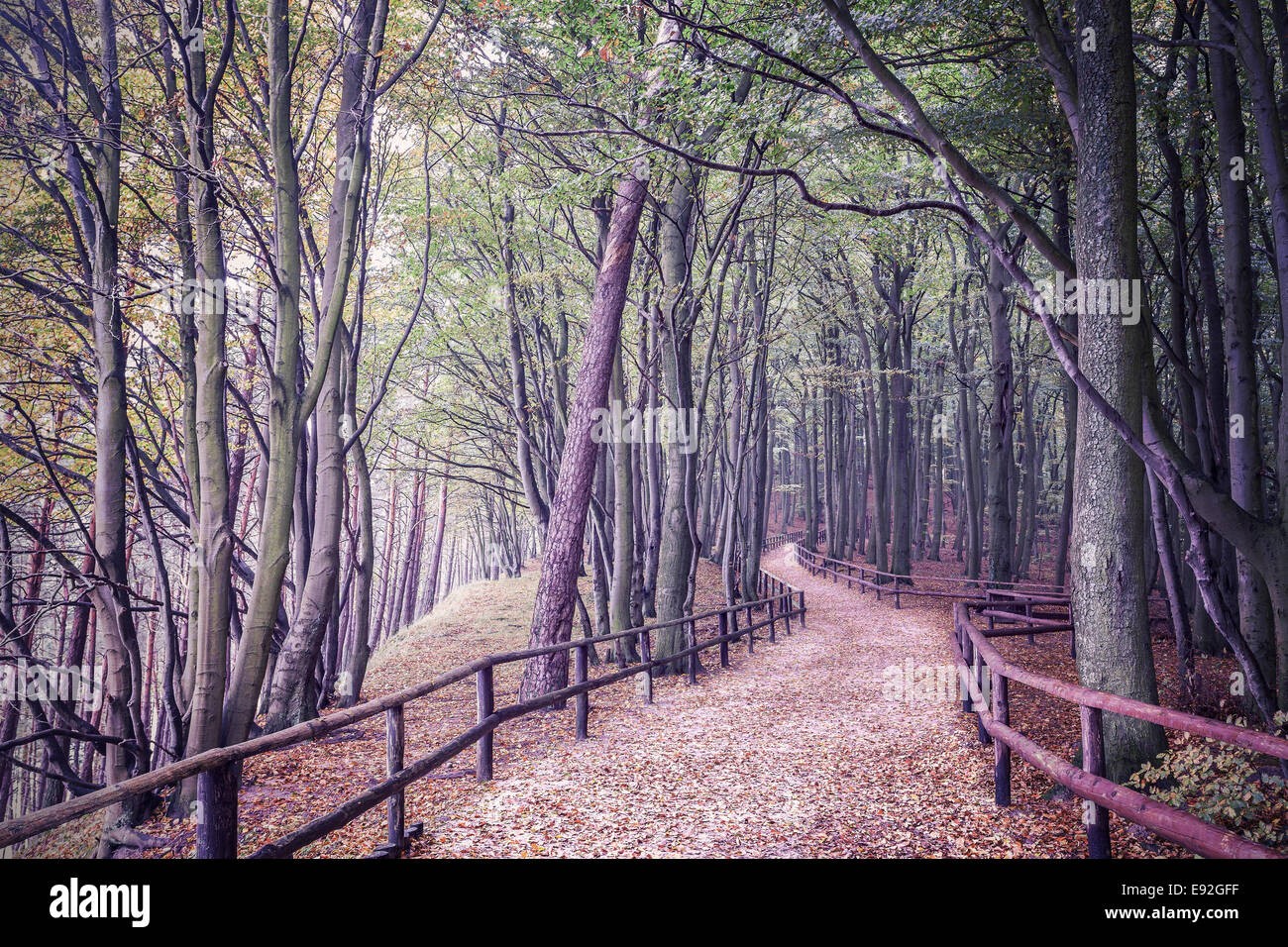 Picture of a forest hi-res stock photography and images - Alamy