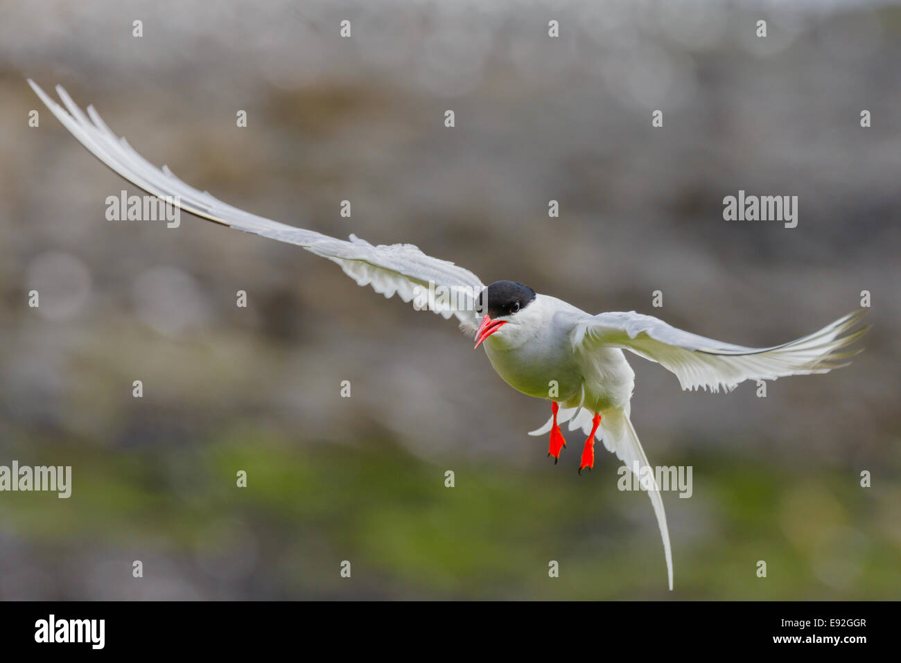 A wild adult Arctic Tern (Sterna paradisaea) aggressively protects its nest as it hovers in front of the camera. Stock Photo