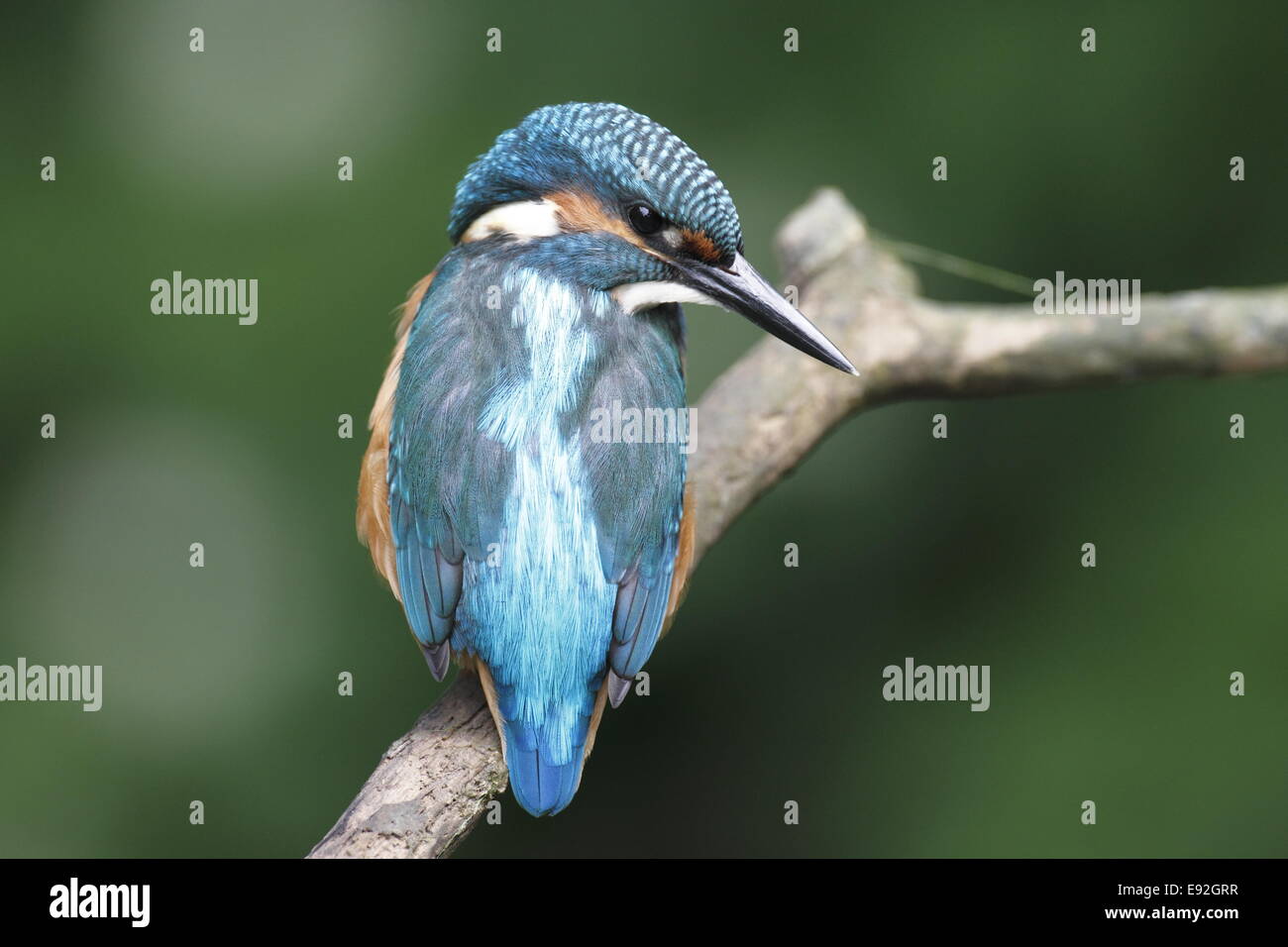Eurasian kingfisher Stock Photo