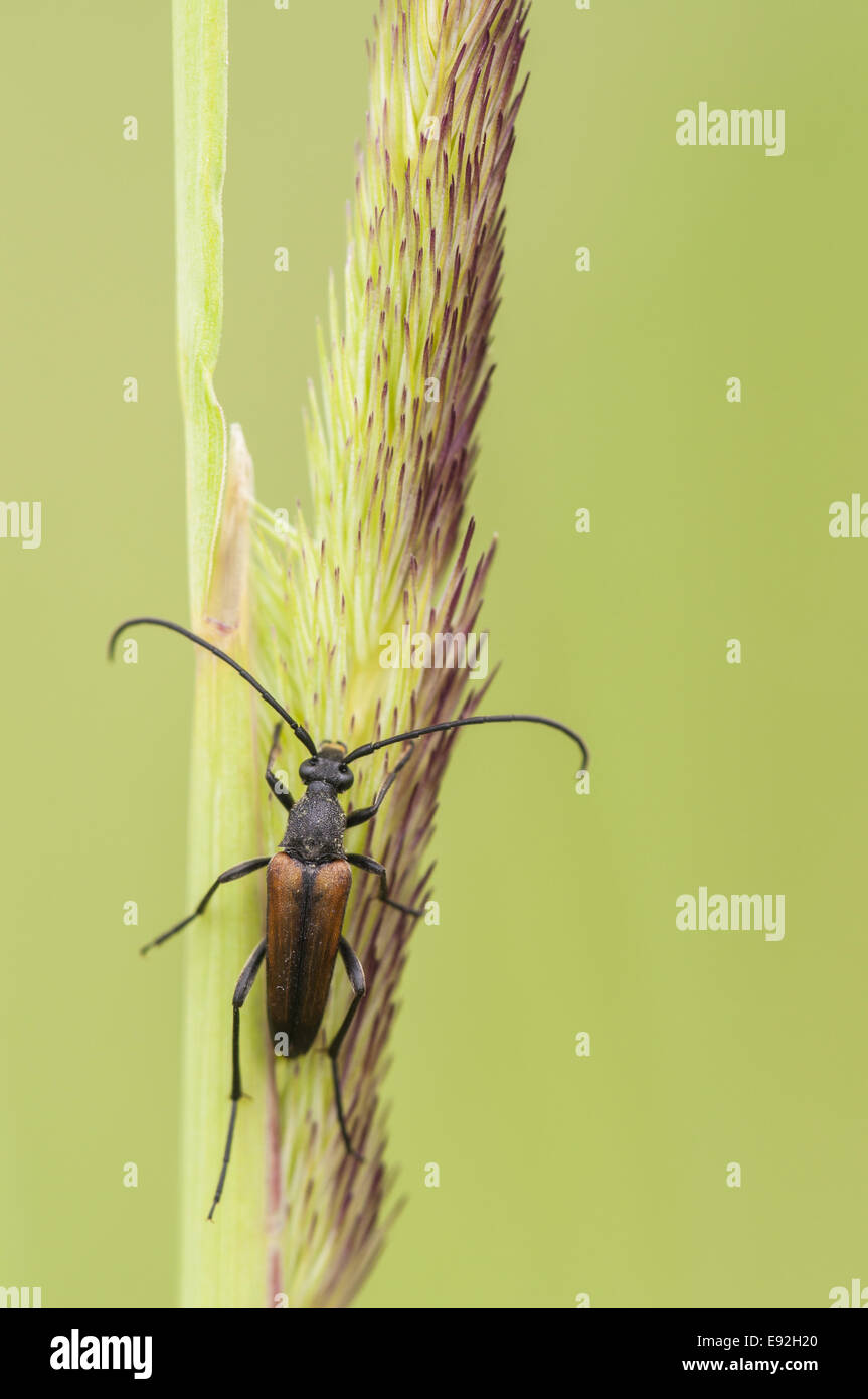 longhorn beetles (Stenurella melanura) Stock Photo
