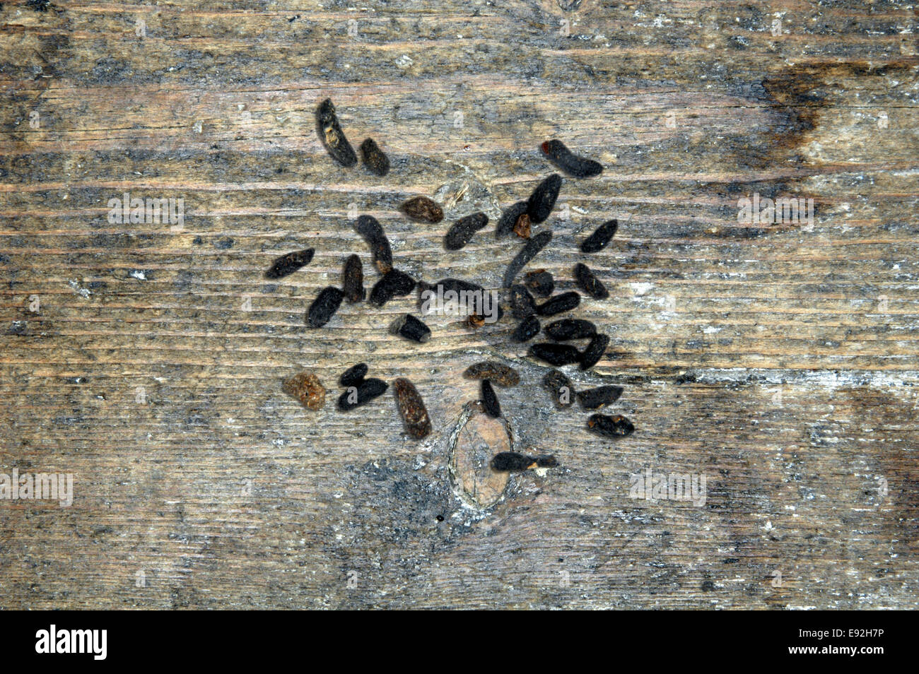 Brown Long-eared Bat droppings - Plecotus auritus Stock Photo