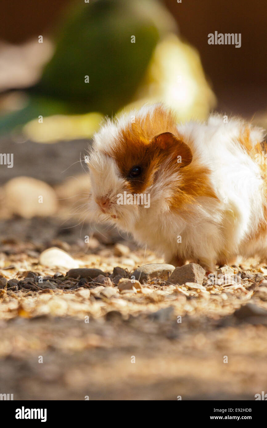 guinea pig (Cavia porcellus) Stock Photo