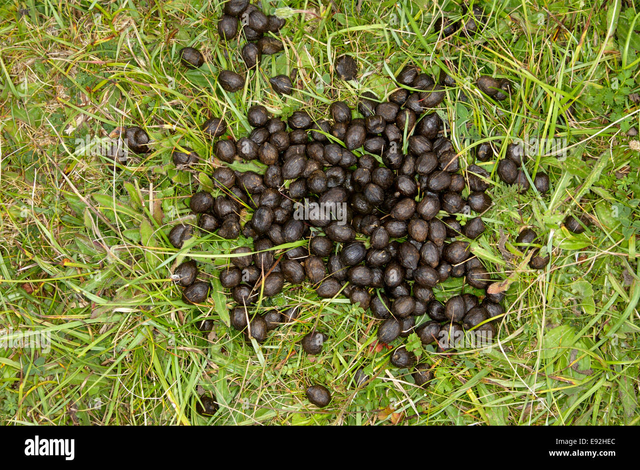 Sheep droppings - Ovis aries Stock Photo