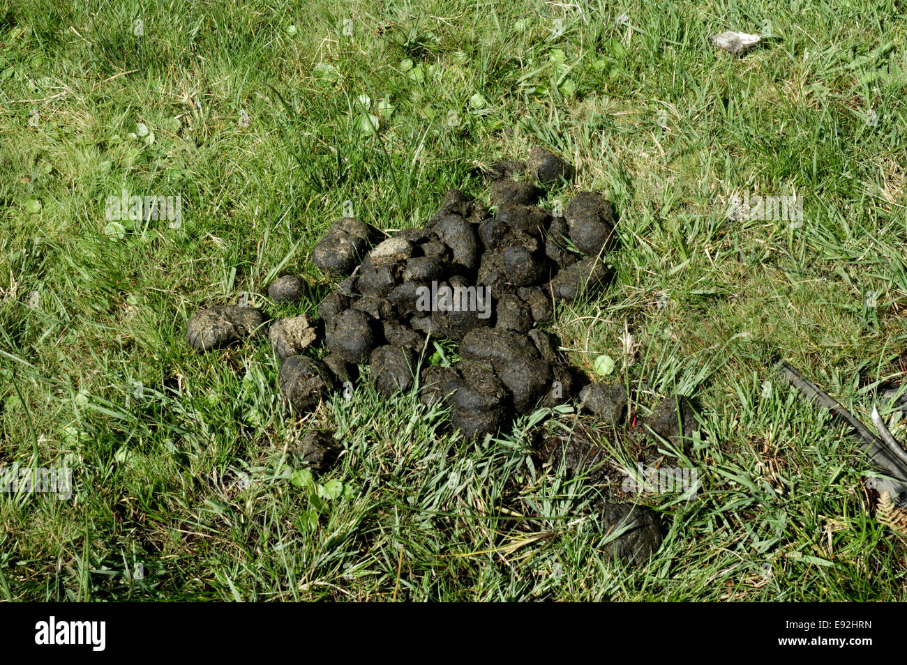 Horse poo hires stock photography and images Alamy
