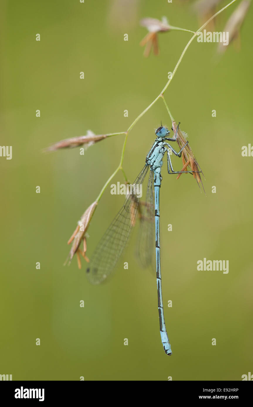 Azure Damselfly (Coenagrion puella Stock Photo - Alamy