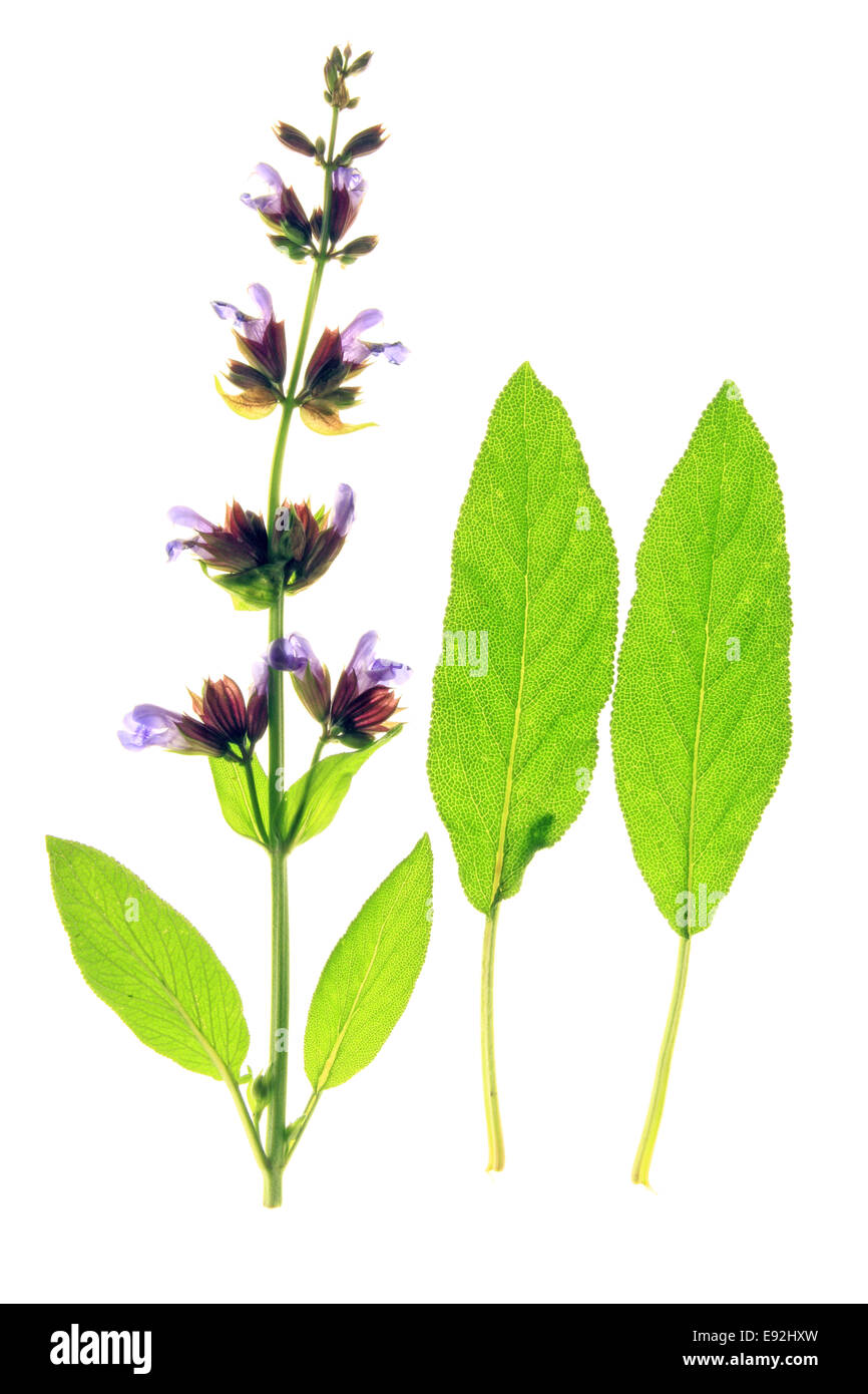 Sage - Salvia officinalis Stock Photo