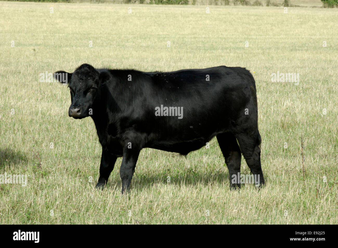 Cattle - Bos primigenius Stock Photo