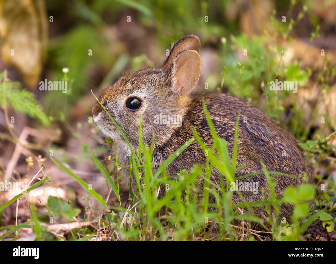 Baby rabbit in forest Stock Photo Alamy