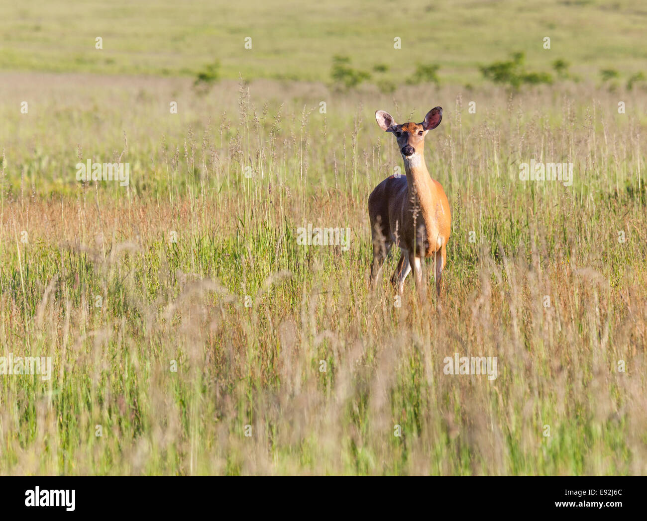 White tailed deer feeds at Big Meadow Stock Photo