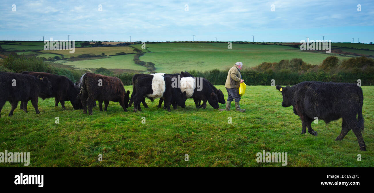Supplementary feeding beef cattle outdoors Stock Photo Alamy