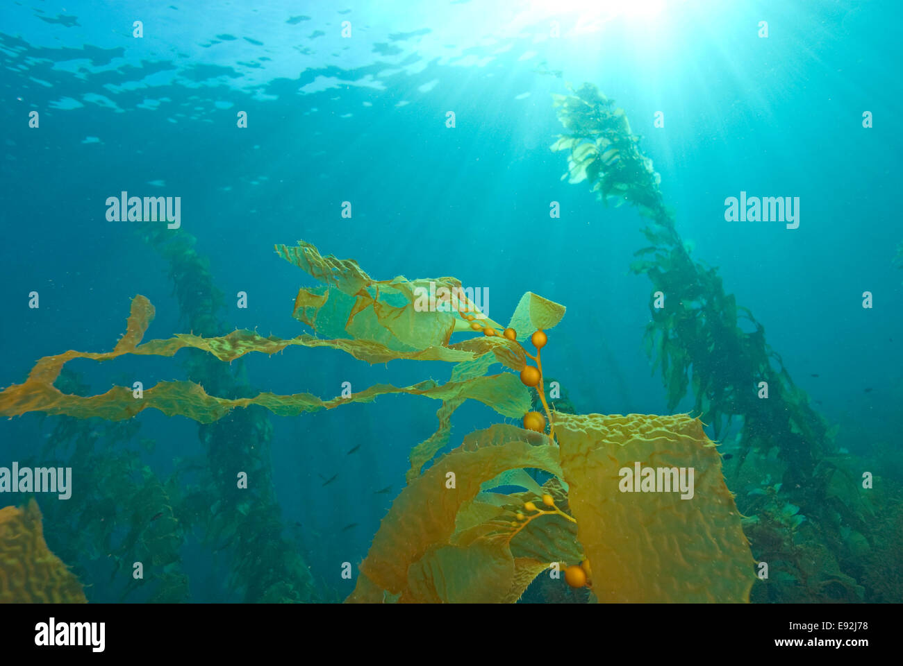 Sunlight on California Underwater Kelp Forest Stock Photo Alamy