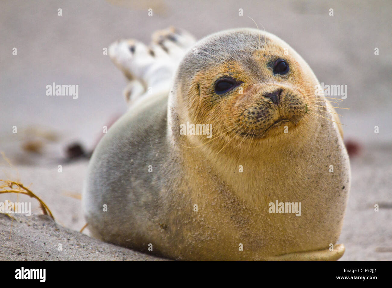 Harbor seal (Phoca vitulina vitulina) Stock Photo