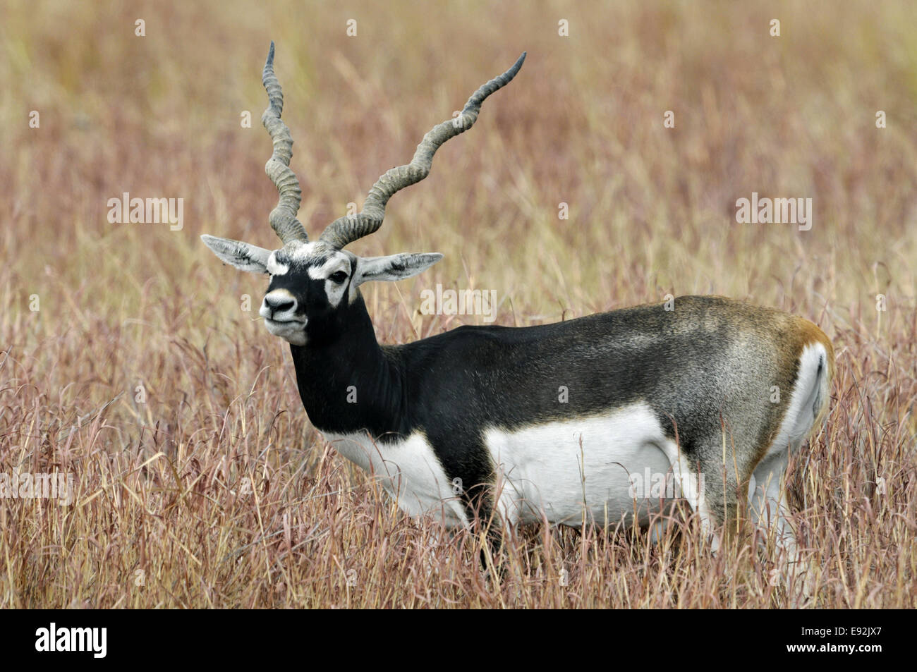 Blackbuck Antelope - Antilope cervicapra Stock Photo