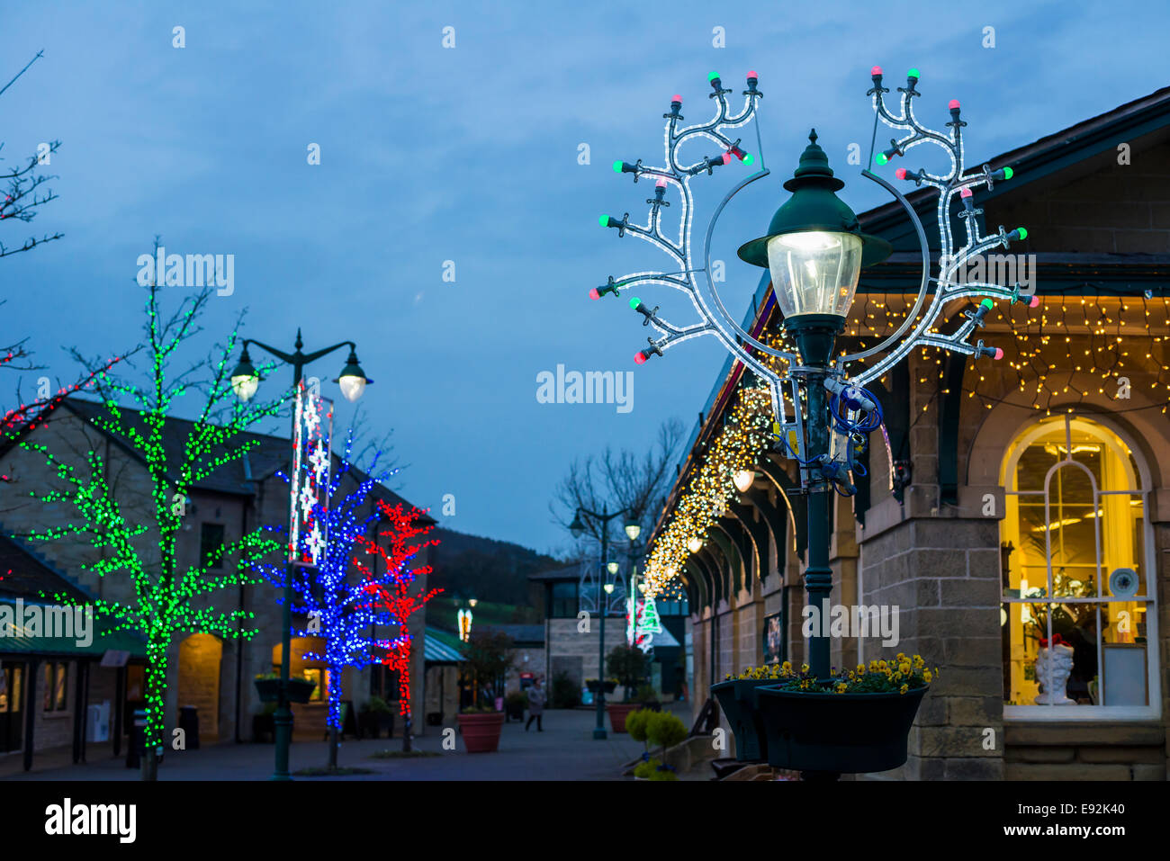 Trees covered in Christmas lights at Rowsley in Derbyshire Peak District England Stock Photo Alamy