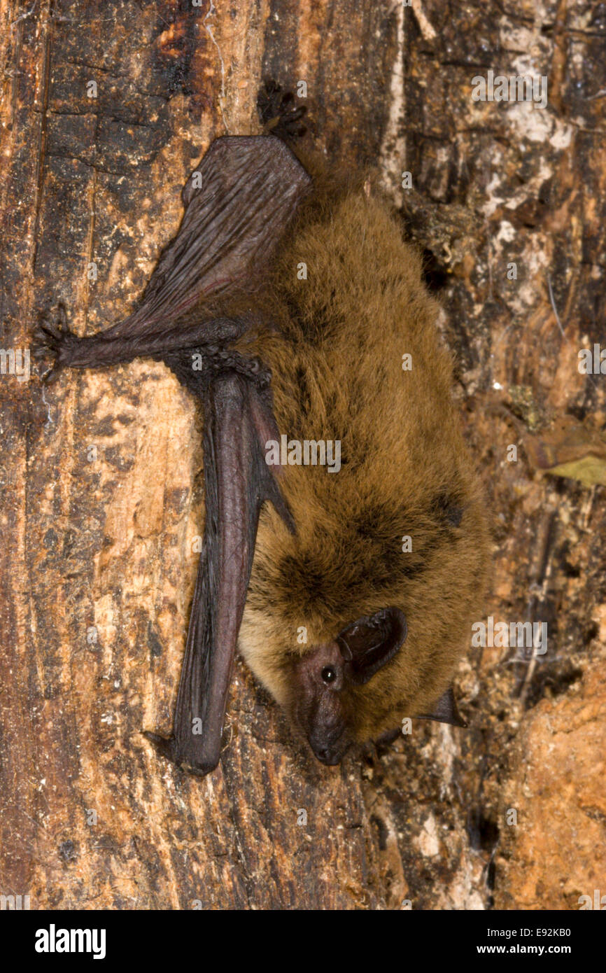 Kuhl's Pipistrelle Bat - Pipistrellus kuhlii Stock Photo