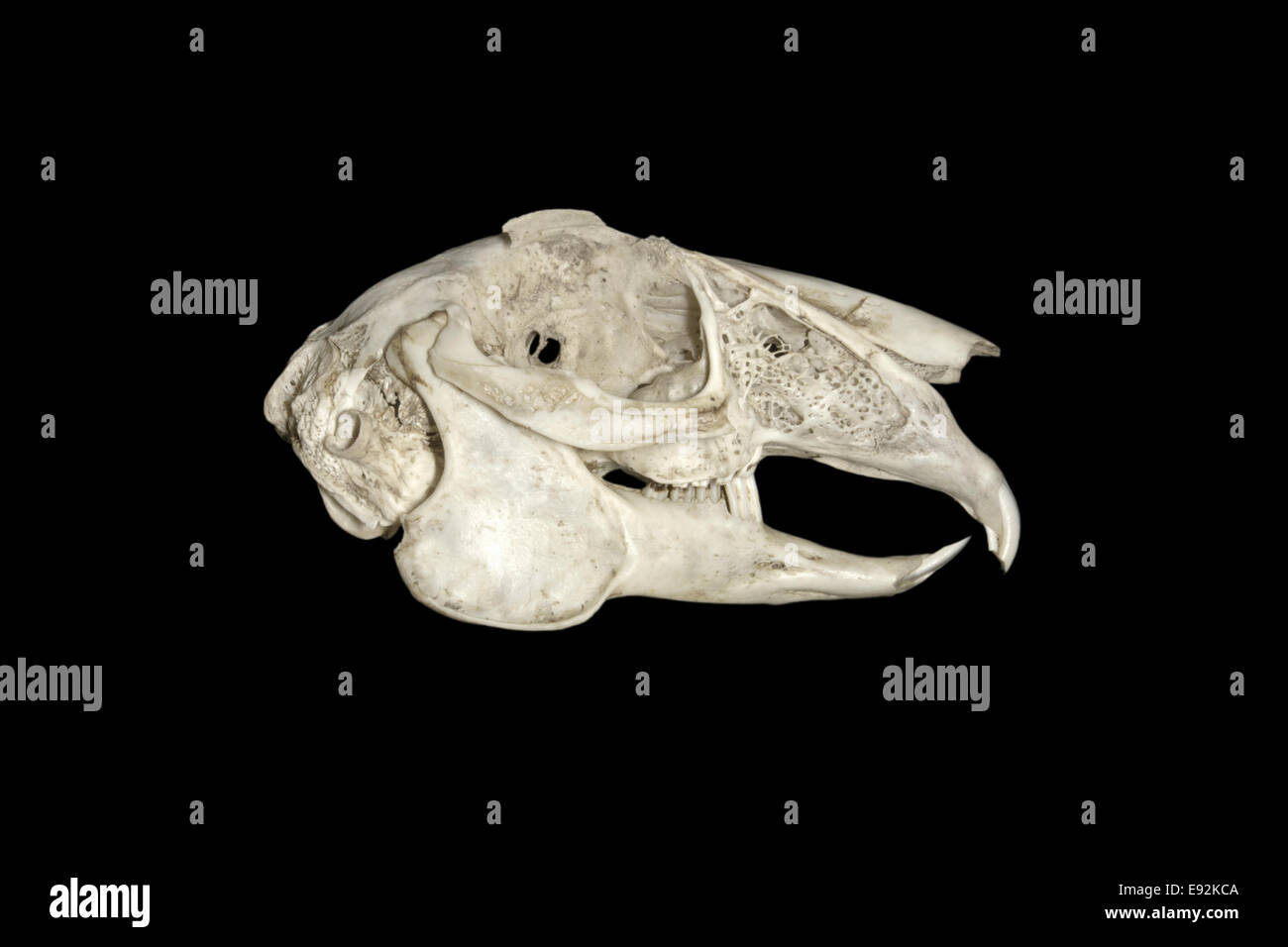 Brown Hare skull - Lepus europaeus Stock Photo