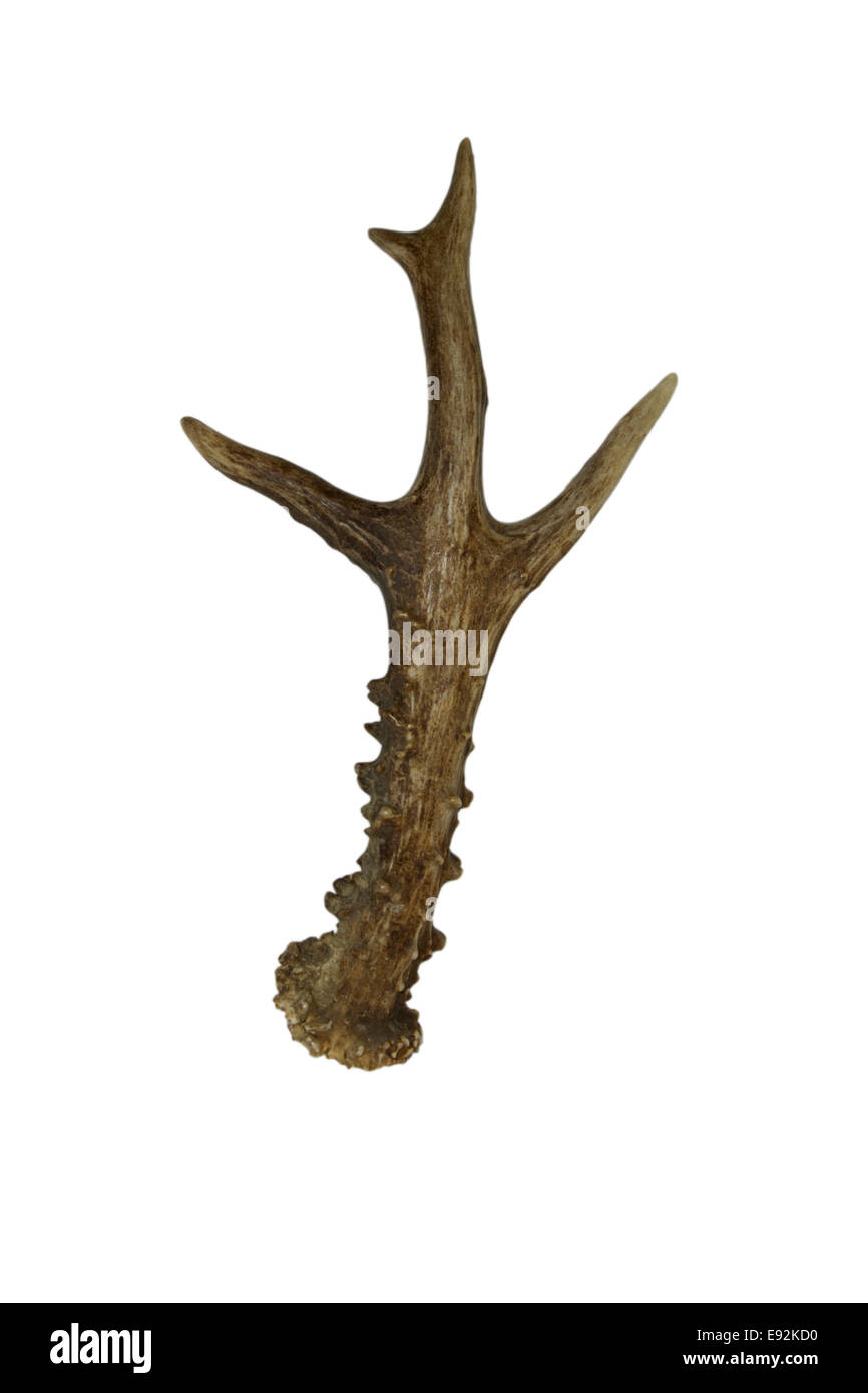 Roe Deer antler - Capreolus capreolus Stock Photo